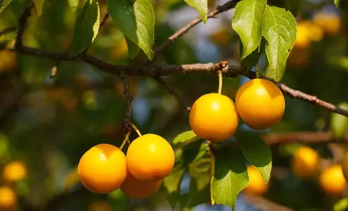 Badania nad olejem z mirabelki na Wydziale Chemicznym Politechniki Gdańskiej 